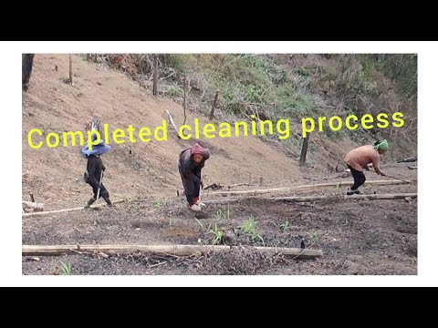 Finally Completed Cleaning Process Of My Jhum Field