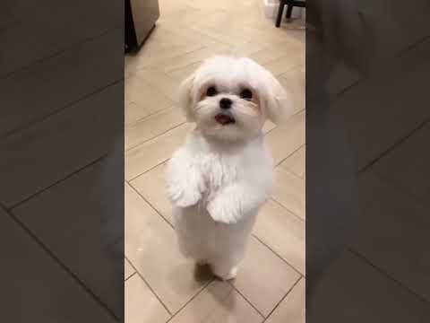 Lollipop Lagelu Shorts Youtubeshorts