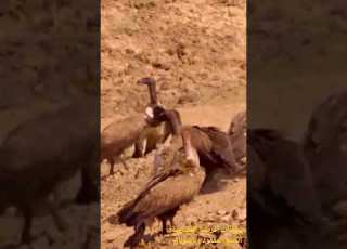 حيوانات أفريقيا المفترسة الضبع المفقود ناشونال جيوغرافيك الجزء الاول