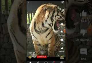 والسبع زهرتو واعرة النمر الفريقي