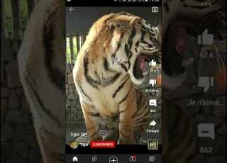 والسبع زهرتو واعرة النمر الفريقي