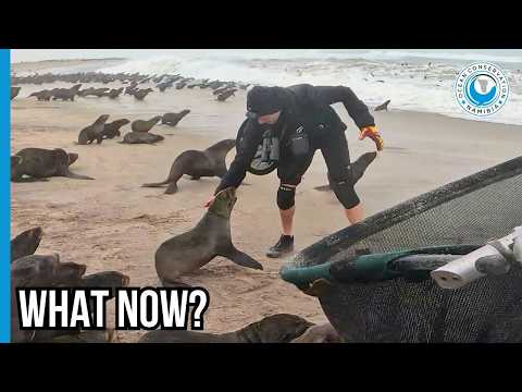 A Heartbreaking Escape At Cape Cross