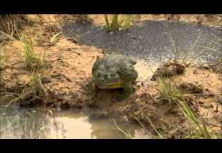 Bullfrog Dad Protects His Tadpoles