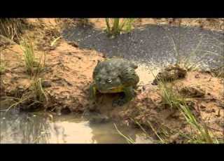 Bullfrog Dad Protects His Tadpoles