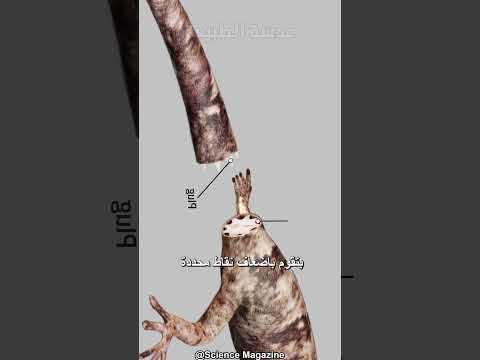 لية السحالي بتقطع ذيلها السحالي Autotomy