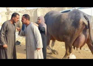 اقسم بالله زي جاموستي دي بتتباع علي النت ب ١١٠ الف انت عايز تاخدها برخص التراب دي بتصرف علي ٤ يتامي