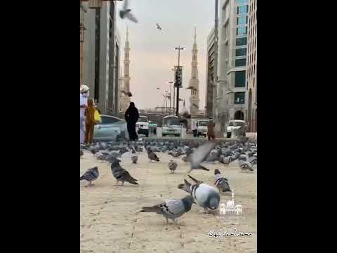 يا بائعا في أرض طيبة عنبرا صلوا على خير البرية محمد أحمد نبهان يا بائعا في أرض طيبة عنبرا صلوا على خير البرية محمد أحمد نبهان