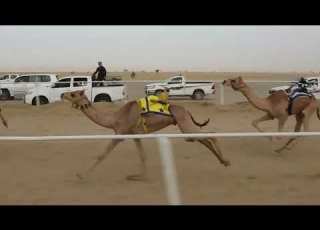 الشوط الاول قعدان مفاريد 1500م شاهين فياض هلال الجهني