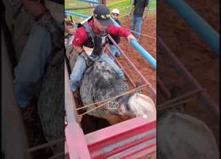 TREINO DE RODEIO DESTAQUE PARA O TOURO CURIANGO DA CIA SALOMÃO