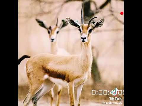 غناء الحاردلو في الصيد إلقاء هيثم ود نجاع