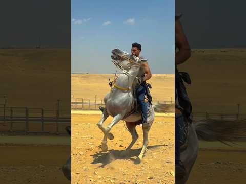 مليش اخصام كل دول تربيتي