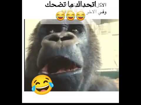 القرد الضراط اكل هندي تموت ضحك