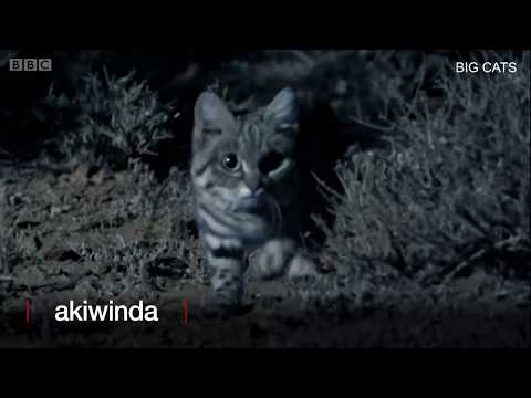 Paka Hatari Zaidi Duniani Alivyo Wa Ajabu