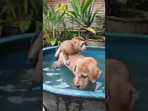 They Are Always Close To Each Other Animallife Animals Monkey Dog Cat