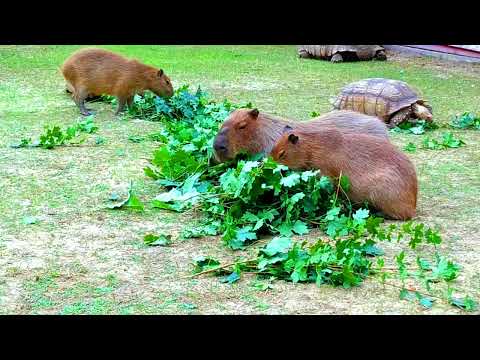 Ngekewa Okello Mjomba KIZINGO CHA UFAHAMU