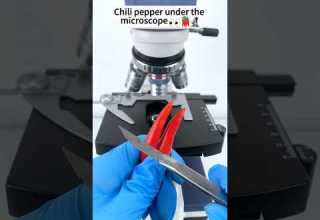 Chile Bajo El Microscopio Shorts Datosimpactantes Microscopio Chill Millonario Divertido 