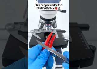 Chile Bajo El Microscopio Shorts Datosimpactantes Microscopio Chill Millonario Divertido