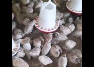  كم طائر سمان في المتر المربع الواحد منذ الفقس الى البلوغ How Many Quails Per Square Meter