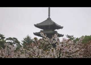  レジェンド バタフライ 映画ロケ地 仁和寺 御室桜愛でる Late Blooming Sakura 遅咲き しだれ桜 八重桜 背の低い桜約200株 計550本の桜