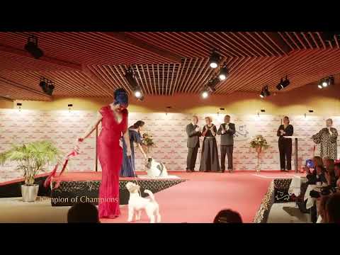 Vuoden 2025 Champion Of Champions Voittaja