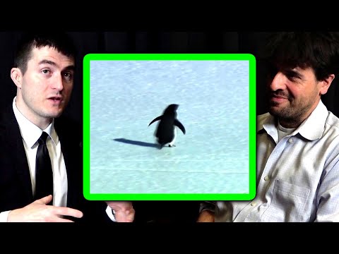 Lex Fridman Reacts To Depressed Penguin Video