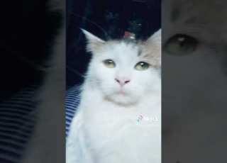 جومانه جوجو