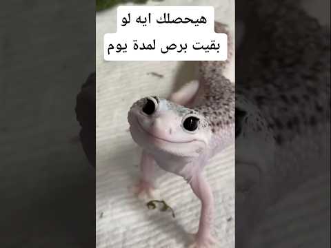 هيحصلك إيه لو بقيت برص يوم واحد معلومات اكسبلور Animals Facts Wildlife معلومات غريبة