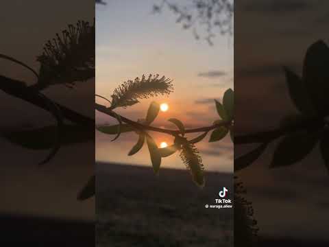 Александр Янущик Лети за мной