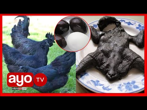 KUKU ANAUZWA MILIONI 5 NI WEUSI KILA KITU MAYAI NYAMA MACHO KUKU GHALI DUNIANI