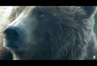 مفاجأة السلمون الحياة على النار