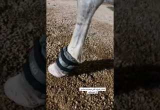 ثقالات تحسن من خطوات الخيل