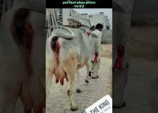 म ख ट ध म गई थ Cow Murraha Baffalo Khatoon