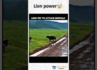 Lion Vs Tiger Hunting Buffalo Shortsfeed Hunting Shorts
