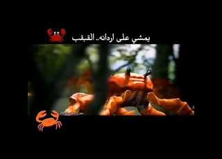  يمشي على اردانه القبقب