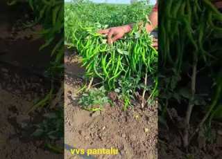 వ రగ క స న మ రప Very High Yielding Chilli Mirchi