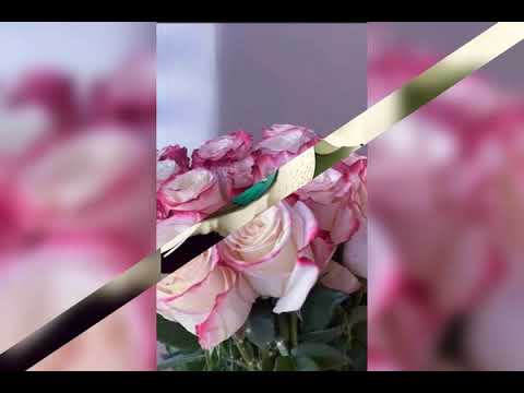 Video Name ٠٨ ٢٥ ٢٠٢٣ ٢٢ ٠٩ نادية ياما قولت مين يطفي الاشواق ميادة الحناوي Video Name ٠٨ ٢٥ ٢٠٢٣ ٢٢ ٠٩ نادية ياما قولت مين يطفي الاشواق ميادة الحناوي