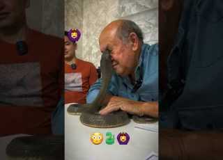 Ilon Chaqib Oldi Zaharli Ilon Ilon Chaqib Halok Qildi Kapcha Ilon Shorts Tirent Bass Boxing Tezkor