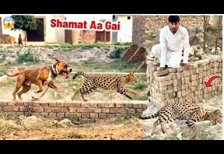 A Mini Tiger Came To Our Town Badshah Caught It With Him