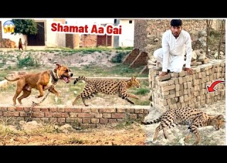 A Mini Tiger Came To Our Town Badshah Caught It With Him