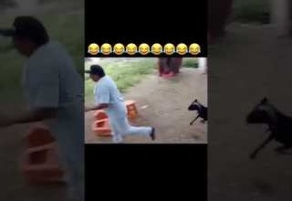 خروف يخرب بيت الرجال خروف ينطح رجال عامل فيها بروس لي A Sheep Attack On A Zoological Man