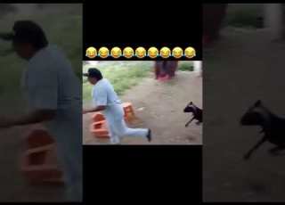 خروف يخرب بيت الرجال خروف ينطح رجال عامل فيها بروس لي A Sheep Attack On A Zoological Man