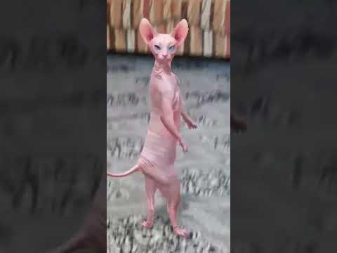 القطة الراقصة البشعة