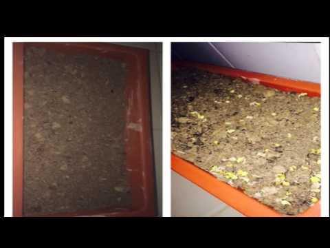 بيئتي النظيفه