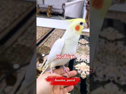 عروس هلندی سخنگو چقد واضح حرف میزنه Shorts Short Birds طوطی پرنده