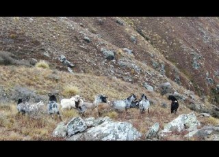 Mavic Pro 2 Wild Goats Central Otago