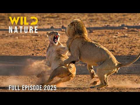 NGORONGORO KRATER Die Überlebensarena Für Die Herren Der Savanne Tierdokumentation