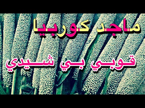 أغاني الزغاوة ماجد كوربيا قويبي بيي شيدي