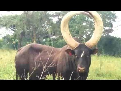 Big African Cows Love Ankole Cows