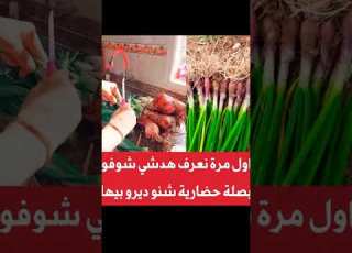 البصلة الخضارية فوائد كثيرة لازم نستافدو بها جميع