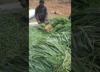  Making Silage Manually Silage Animalfeed Grass Cuttingskills Shorts